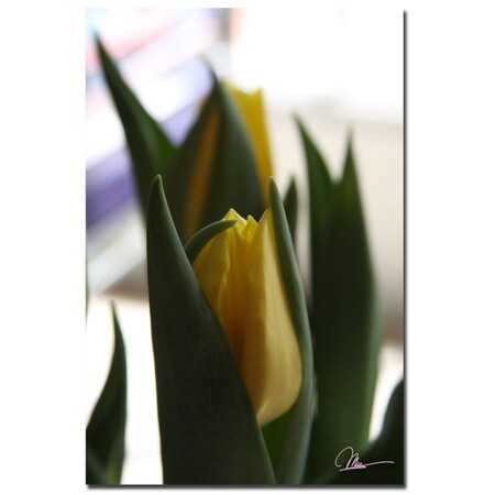 Trademark Fine Art Martha Guerra 'Tulips VI' Canvas Art, 16x24 MG0129-C1624GG